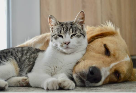 Pourquoi votre chat a absolument besoin d’un jouet interactif ? 🐈🎯