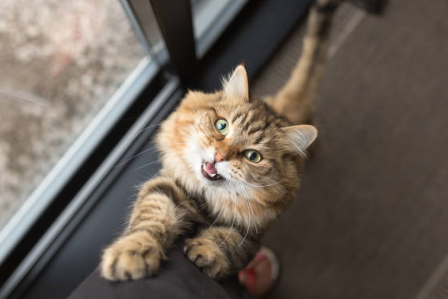 Stimuler son chat naturellement : le secret d’un félin heureux 🐾🧠